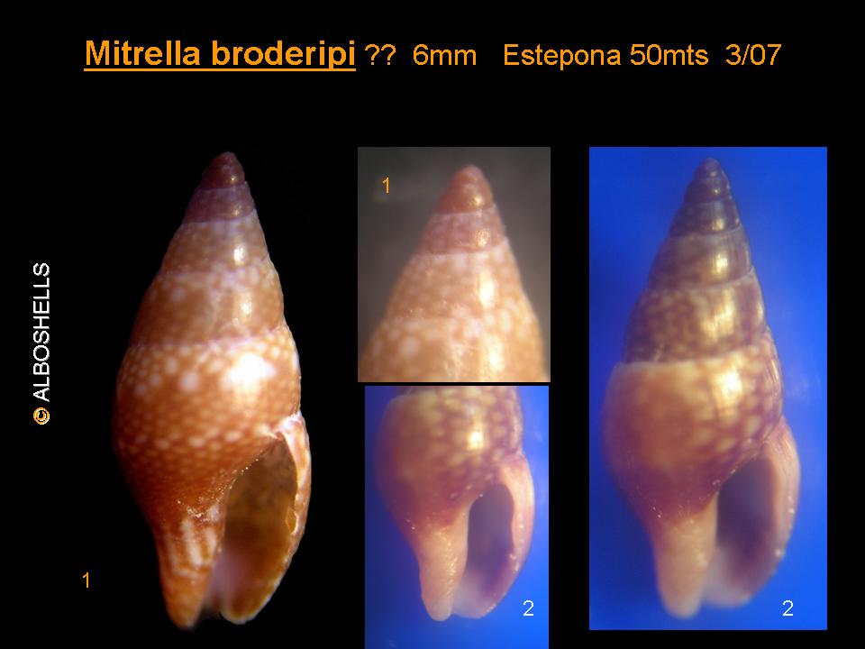 Mitrella broderipi = hidalgoi